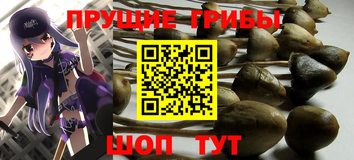 Псилоцибиновые грибы Cubensis Новоуральск